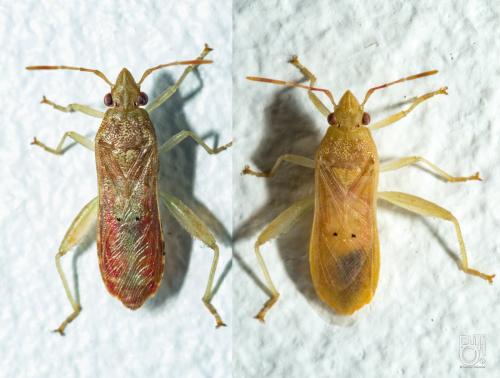 Daclera punctata